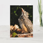 Carte Bébé Robin (Devant)