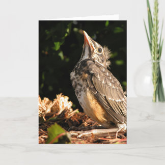 Carte Bébé Robin