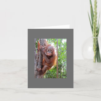 Carte Bébé secouru Orangutan Uttuh