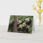 Carte Bébés panda géant Ailuropoda melanoleuca) (Fleur jaune)