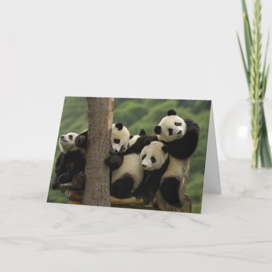 Carte Bébés panda géant Ailuropoda melanoleuca) (Devant)