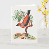 Carte Bec-croisé des sapins, (Fleur jaune)