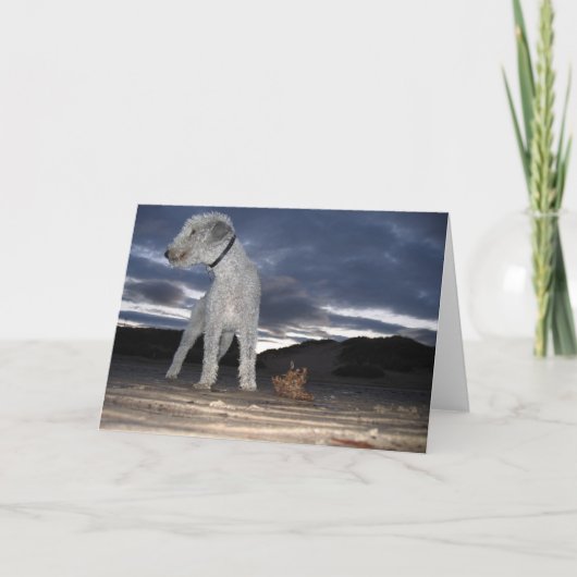 CARTE BEDDY SUR LA PLAGE (Devant)