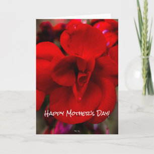 Carte Bégonias d'écarlate