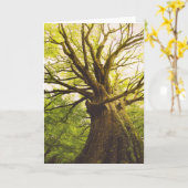 Carte Bel arbre de hêtre (Fleur jaune)