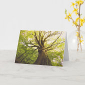 Carte Bel arbre de hêtre (Fleur jaune)