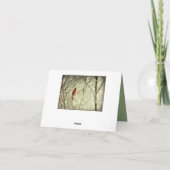 Carte Bel oiseau cardinal du nord rouge (Dos)