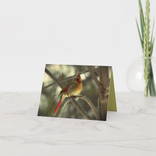 Carte Bel oiseau cardinal femelle (Devant)