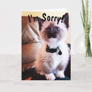 Carte Belated Birthday I'm Pardon Cute Siamese Kitten