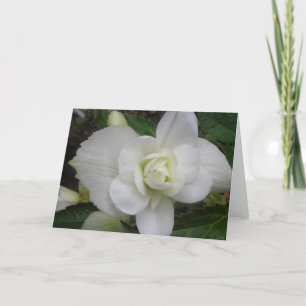 Carte Belle Carnation blanche Carnation de voeux