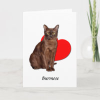 Belle Chat Birman Doré Moggy Heart Love