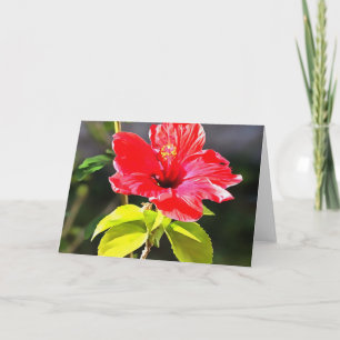 Carte Belle Fleur d'Hibiscus Tropical Rouge Artistique