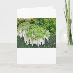 Carte Belle image de jardin de la glycine blanche !