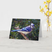 Carte Belle Jay Bleu (Fleur jaune)