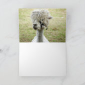 Carte Belle Llama blanche (Intérieur)