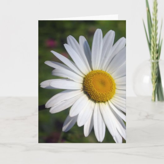 Carte Belle marguerite (Devant)