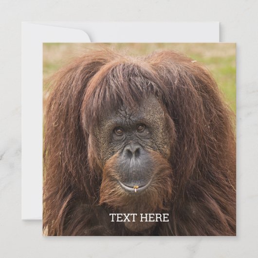 Carte Belle photographie de Borneo Orangutan (Devant)