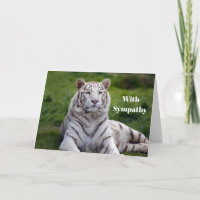 Belle Sympathie Photo Tigre Blanc