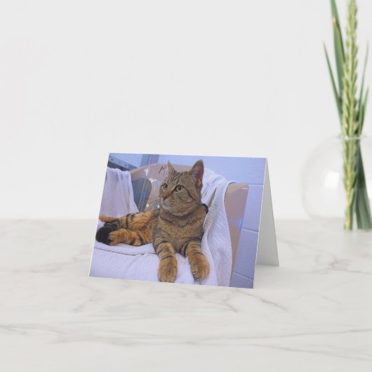 Carte Belle Tabby Brown (Devant)