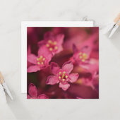 Carte Belles Fleurs Roses (Devant/Arrière en situation)