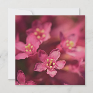 Carte Belles Fleurs Roses