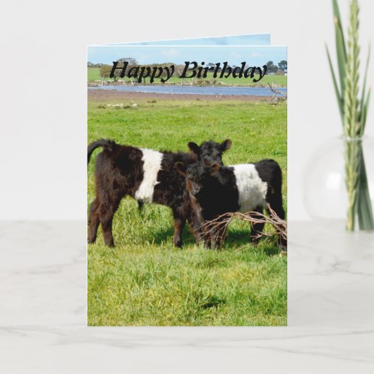 Carte Belted Galloway Baby Calves, Birthday (Devant)