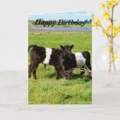 Carte Belted Galloway Baby Calves, Birthday (Fleur jaune)