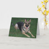Carte Berger allemand (Fleur jaune)