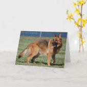 Carte Berger allemand (Fleur jaune)