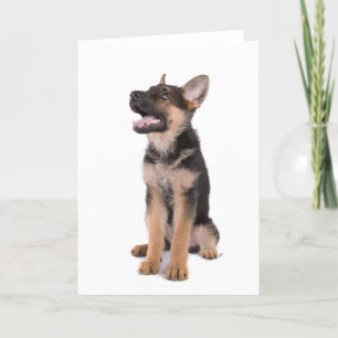 Carte berger allemand chiot