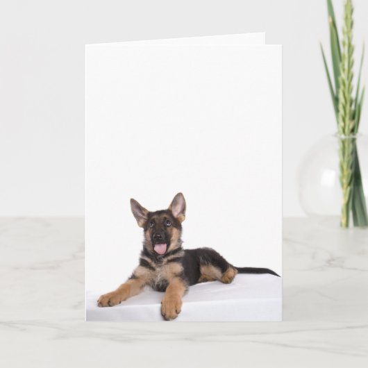 Carte berger allemand chiot (Devant)