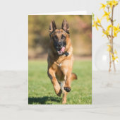 Carte Berger allemand en course (Fleur jaune)