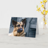 Carte berger allemande (Fleur jaune)