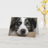 Carte berger australienne (Fleur jaune)