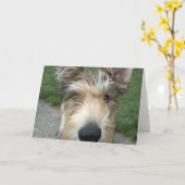 Carte Berger de Picard (Fleur jaune)