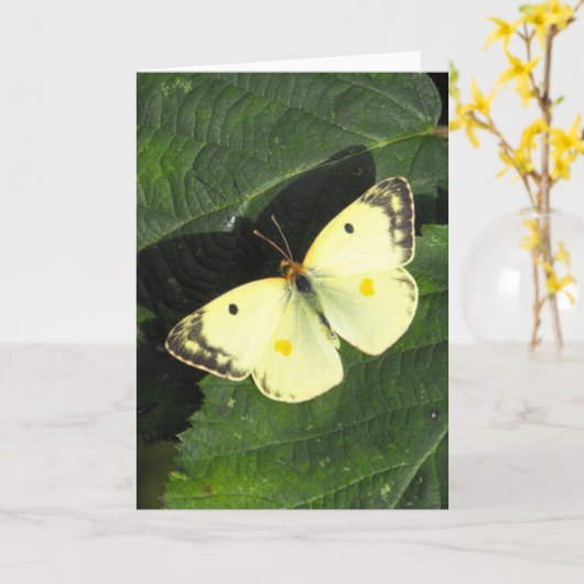 Carte Berger's Clouded Yellow Butterfly (Fleur jaune)
