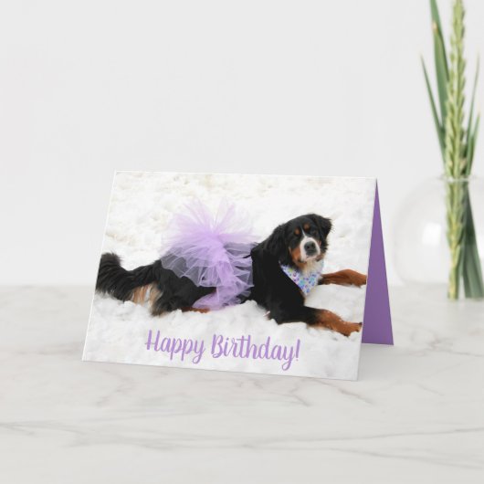 Carte Bernese Mountain Dog Anniversaire (Devant)