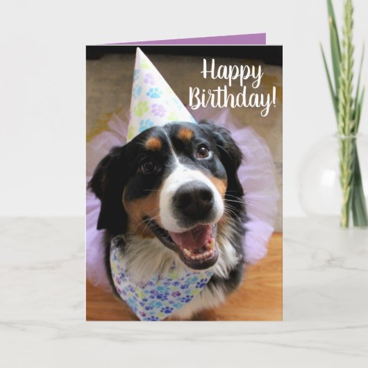 Carte Bernese Mountain Dog Anniversaire (Devant)