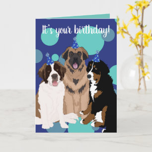Carte Bernese, Saint Bernard, Leonberger Anniversaire