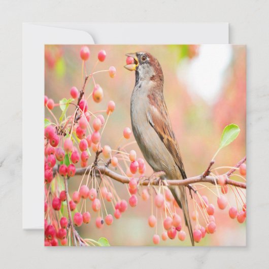 Carte Berries de printemps pour manger des oiseaux (Devant)