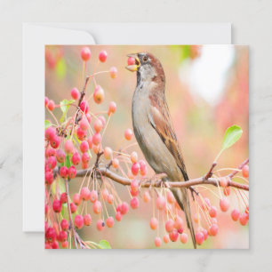 Carte Berries de printemps pour manger des oiseaux