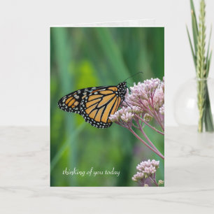 Carte beurre de monarque sur le milkweed