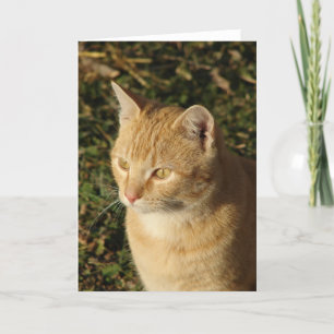 Carte Beurre le Kitten Toutes les occasions