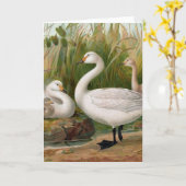 Carte "Bewick Swan" (Fleur jaune)