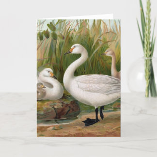 Carte "Bewick Swan"