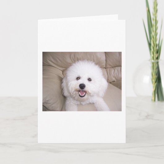 Carte Bichon Frise (Devant)