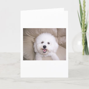 Carte Bichon Frise