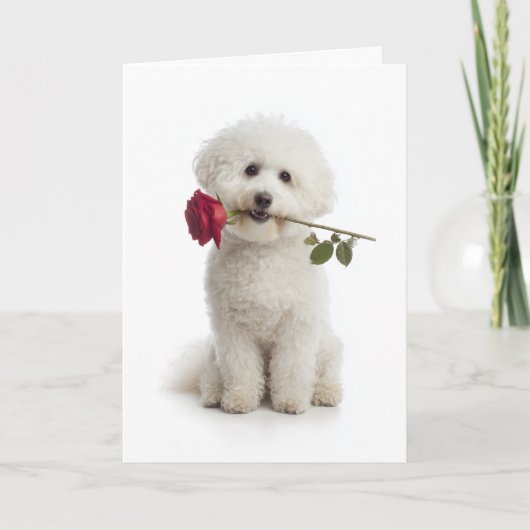 Carte Bichon frisé Saint-Valentin – Douce dévotion (Devant)