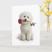 Carte Bichon frisé Saint-Valentin – Douce dévotion (Fleur jaune)