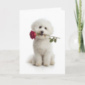 Carte Bichon frisé Valentine – Douce Dévotion (Devant)
